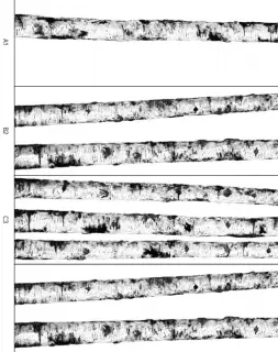WANDERWALL RITMI A1,B2,C3